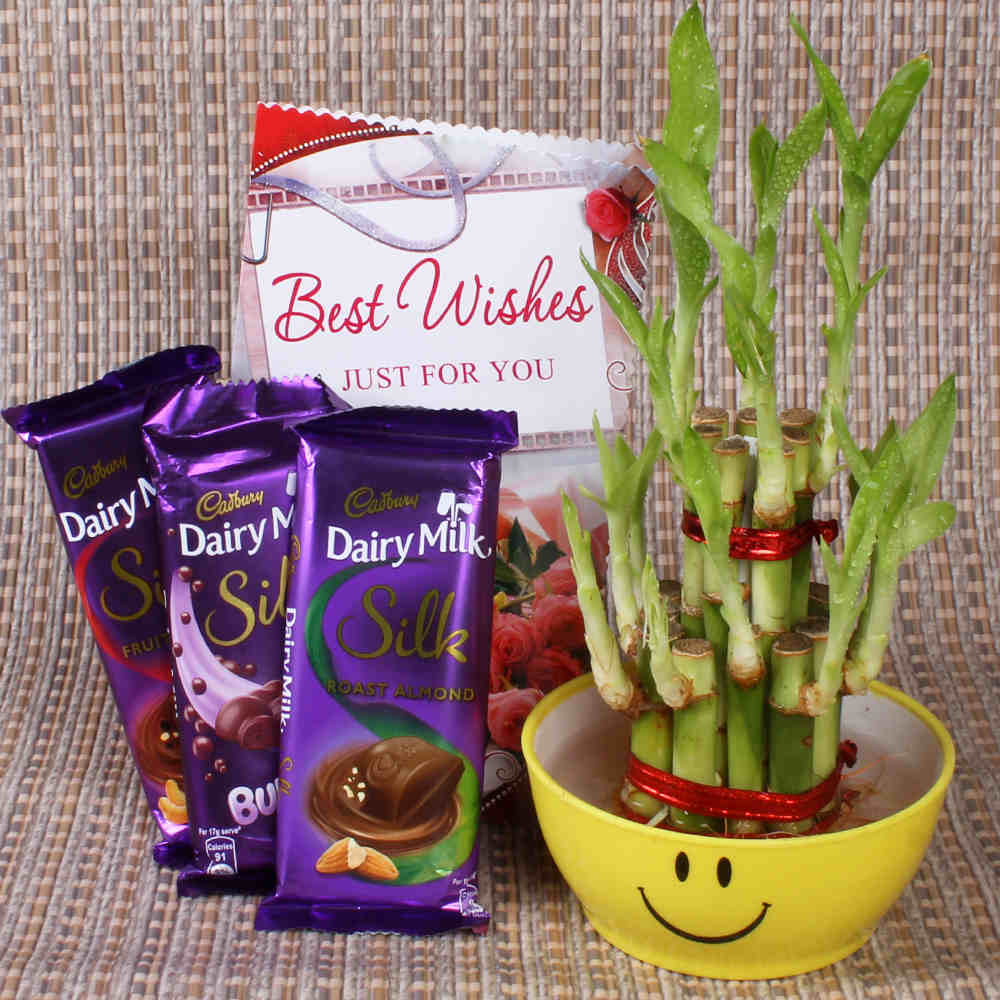 Good luck Bamboo Plant with Cadbury Chocolates