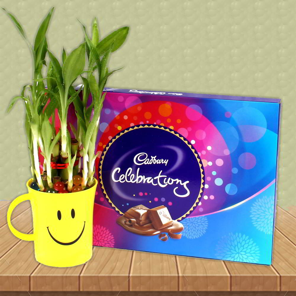 Cadbury Celebration chocolate Box and Green Good Luck Bamboo Plant